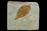 Fossil Hackberry (Celtis) Leaf - Montana #120785-1